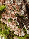 Ramaricium flavomarginatum image