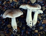 Tricholoma nigrum image