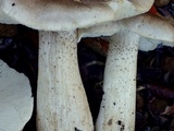 Tricholoma nigrum image