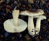Tricholoma nigrum image