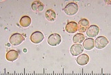 Tricholoma nigrum image