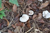 Clitocybe phyllophila image