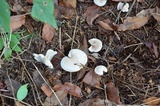 Clitocybe phyllophila image