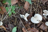 Clitocybe phyllophila image
