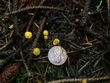 Mycena oregonensis image