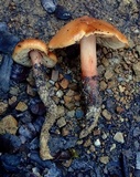 Phaeocollybia kauffmanii image