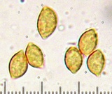 Phaeocollybia kauffmanii image