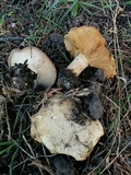 Clitocybe brunneocephala image