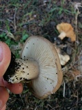 Clitocybe brunneocephala image