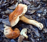 Tricholoma manzanitae image