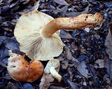 Tricholoma manzanitae image