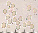 Tricholoma manzanitae image