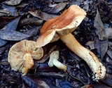 Tricholoma manzanitae image