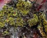 Candelaria concolor image