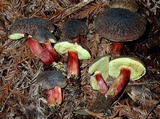 Xerocomellus atropurpureus image