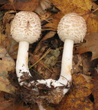 Chlorophyllum rachodes image