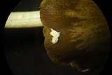 Coprinopsis marcescibilis image