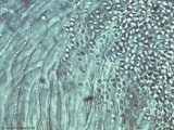 Helicogloea compressa image