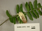 Akanthomyces aculeatus image