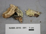 Akanthomyces aculeatus image