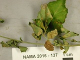 Pucciniastrum agrimoniae image