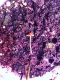 Conocybe tenera image