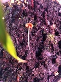 Conocybe tenera image
