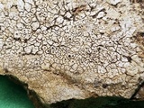 Aspicilia aquatica image