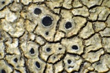 Aspicilia aquatica image