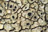Aspicilia aquatica image