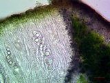 Aspicilia aquatica image