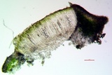 Aspicilia aquatica image