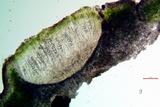 Aspicilia aquatica image