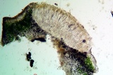 Aspicilia aquatica image