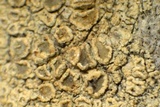 Lecanora substrobilina image