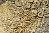 Lecanora substrobilina image