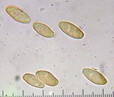 Xerocomellus atropurpureus image