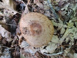 Lactarius maculatus image
