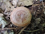 Lactarius maculatus image