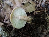 Lactarius maculatus image