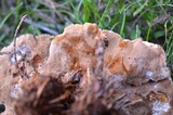 Onnia circinata image