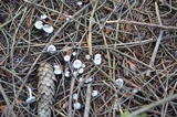 Leucocybe candicans image