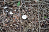Leucocybe candicans image
