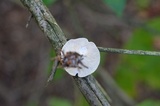 Leucocybe candicans image
