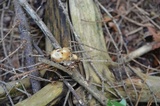 Postia ptychogaster image