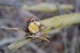 Postia ptychogaster image