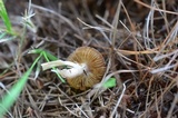 Inocybe sindonia image