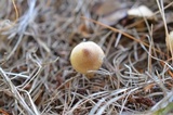 Inocybe sindonia image