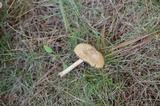 Inocybe rimosa image