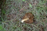 Inocybe rimosa image